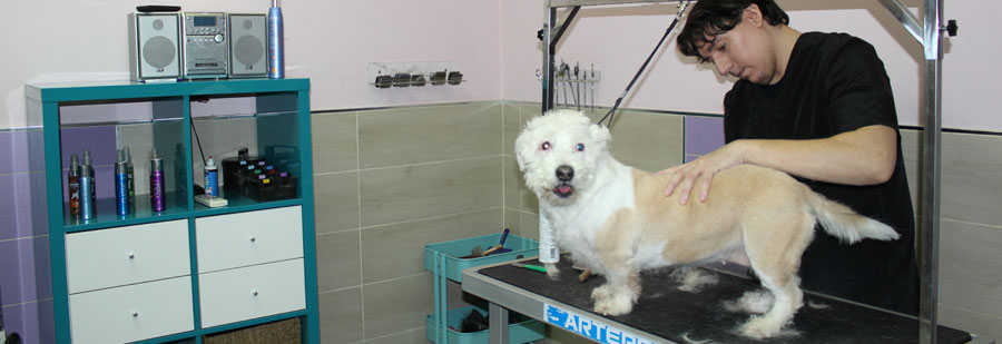 desenredados centro de spa para perros y gatos
